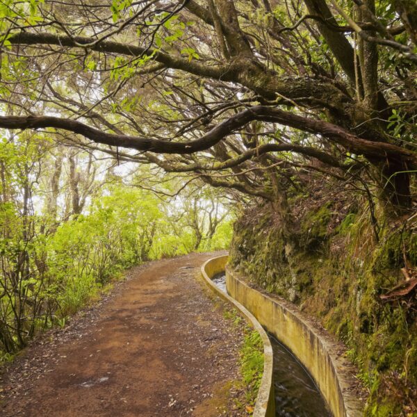 PR 6.2 - Levada do Alecrim